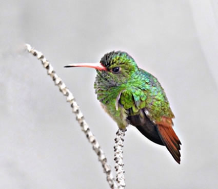 Cortolima crea Comité que fortalece el Aviturismo en el departamento