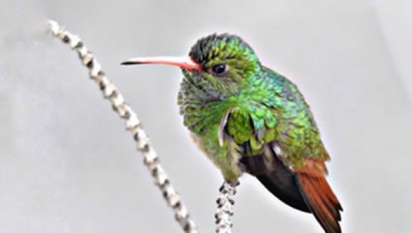 Cortolima crea Comité que fortalece el Aviturismo en el departamento