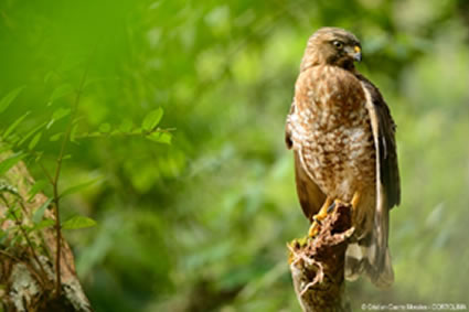 Nuestro territorio es casa temporal de las Águilas Cuaresmeras. ¡Sólo déjalas pasar!