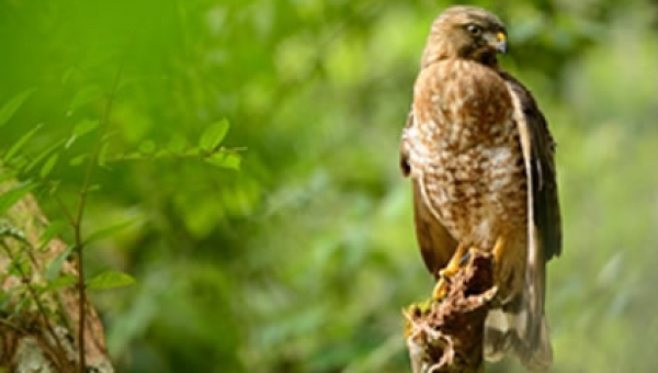 Nuestro territorio es casa temporal de las Águilas Cuaresmeras. ¡Sólo déjalas pasar!