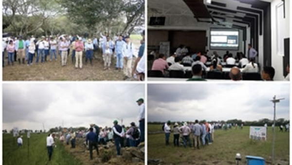 Los arroceros del Tolima también le apuestan a una producción más limpia