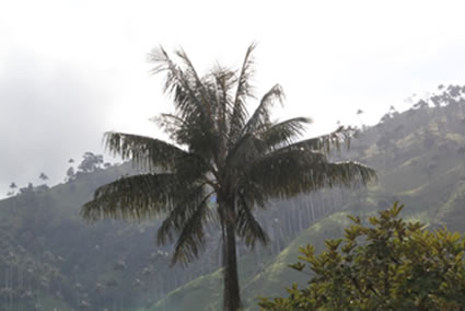 La Palma de Cera símbolo de vida