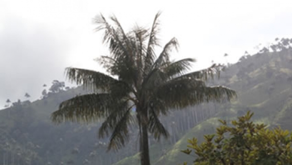 La Palma de Cera símbolo de vida