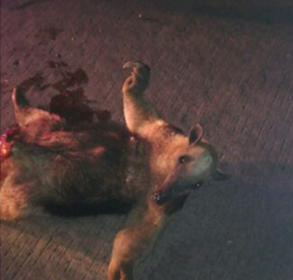 La imprudencia cobra una nueva víctima de Fauna Silvestre