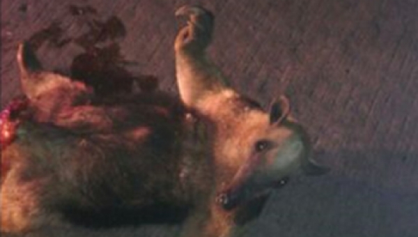 La imprudencia cobra una nueva víctima de Fauna Silvestre