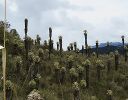 Trascendental Noticia Ambiental para el país se dio en Cortolima
