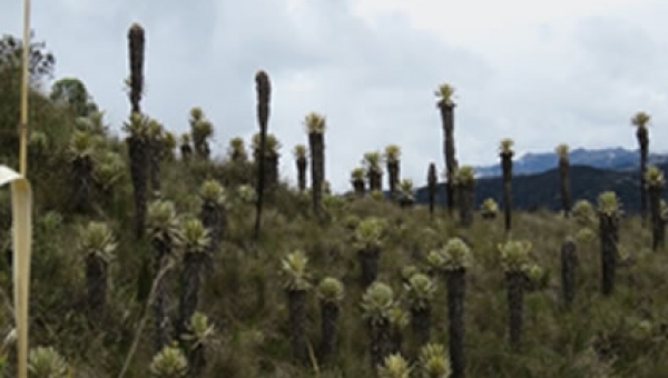 Trascendental Noticia Ambiental para el país se dio en Cortolima