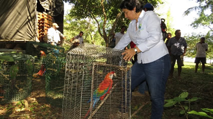 Fauna silvestre incautada en el Tolima es puesta en libertad en los Llanos Orientales