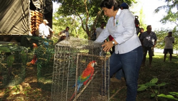 Fauna silvestre incautada en el Tolima es puesta en libertad en los Llanos Orientales