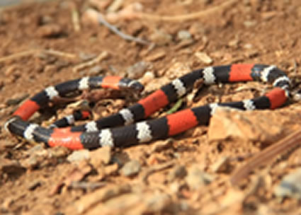Serpientes del Tolima, como a convivir con ellas