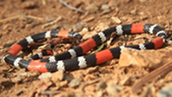 Serpientes del Tolima, como a convivir con ellas