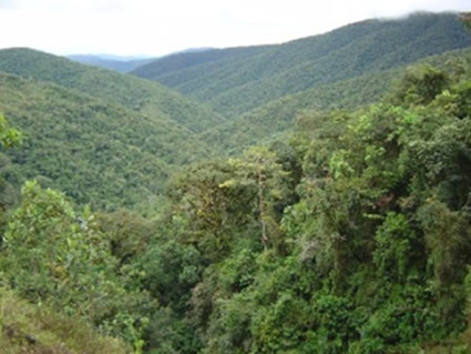 CORTOLIMA adopto medidas de priorización de compensación forestal