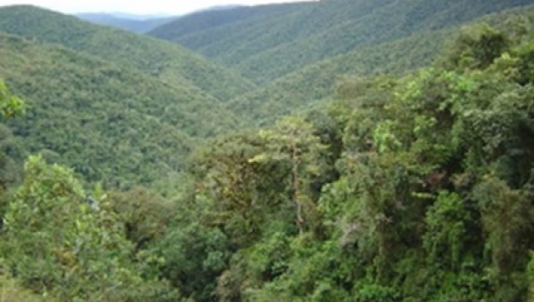 CORTOLIMA adopto medidas de priorización de compensación forestal