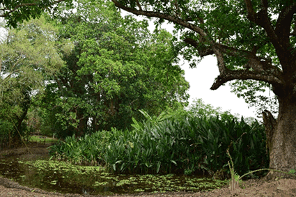 Humedales ecosistemas ambientales generadores de vida