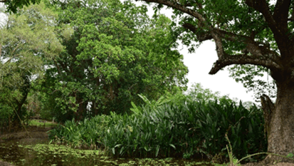 Humedales ecosistemas ambientales generadores de vida