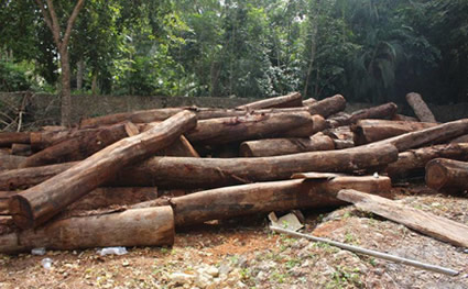 Resolución de CORTOLIMA adopta cobro de tasa por aprovechamiento forestal