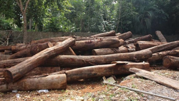 Resolución de CORTOLIMA adopta cobro de tasa por aprovechamiento forestal