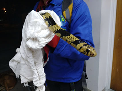 Serpiente bajo pronóstico reservado luego de ataque en el barrio “Protecho”