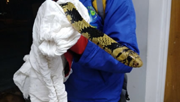 Serpiente bajo pronóstico reservado luego de ataque en el barrio “Protecho”