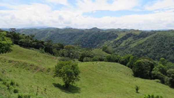 Así va el cumplimento del fallo de acción popular en la Reserva Forestal Protectora quebradas El Peñón y San Juan en el municipio de Mariquita