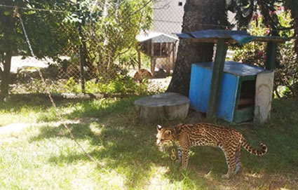 Cortolima registra con preocupación la tenencia de un individuo de fauna silvestre
