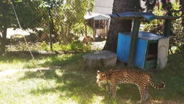 Cortolima registra con preocupación la tenencia de un individuo de fauna silvestre