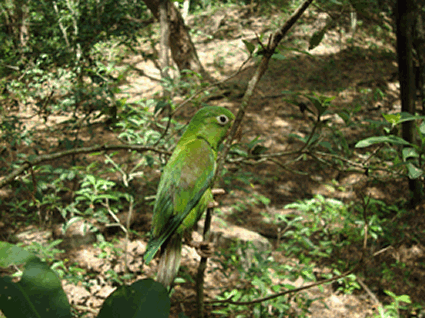 Fauna silvestre, ¿cuándo rescatarla y cuando no?