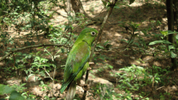Fauna silvestre, ¿cuándo rescatarla y cuando no?