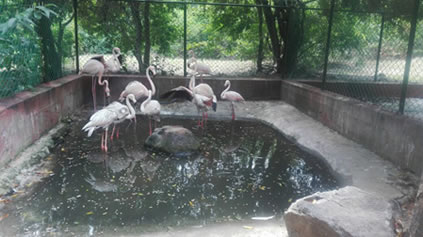 31 animales de fauna silvestre se "mudaron" de Ibagué