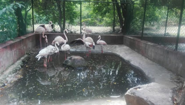 31 animales de fauna silvestre se "mudaron" de Ibagué