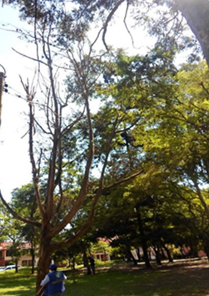 Las Alcaldías Municipales en el Departamento del Tolima tendrán competencias delegadas para atender las solicitudes de poda de árboles en las áreas públicas