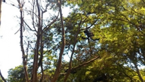 Las Alcaldías Municipales en el Departamento del Tolima tendrán competencias delegadas para atender las solicitudes de poda de árboles en las áreas públicas