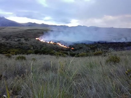 Controlado incendio forestal en zona de páramo de Murillo