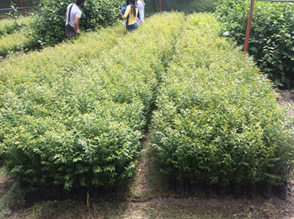 CORTOLIMA ha entregado 70 mil árboles durante el 2017