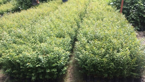 CORTOLIMA ha entregado 70 mil árboles durante el 2017