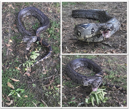 Boa Constrictor de 2mts 83 cm fue rescatada en zona urbana de Gualanday