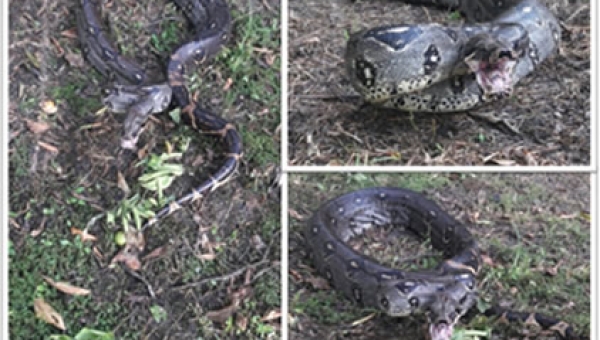 Boa Constrictor de 2mts 83 cm fue rescatada en zona urbana de Gualanday