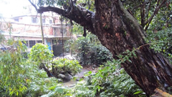 CORTOLIMA Avanza en la Reducción del Riesgo por Caída de Árboles