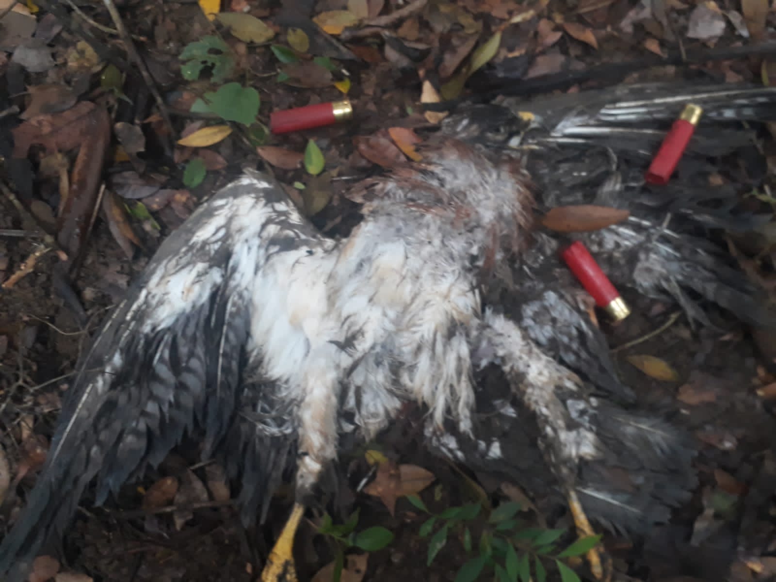 ¡Inaudito! Cazadores habrían matado más de 300 águilas cuaresmeras en Falan