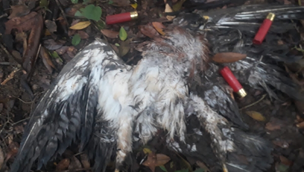 ¡Inaudito! Cazadores habrían matado más de 300 águilas cuaresmeras en Falan