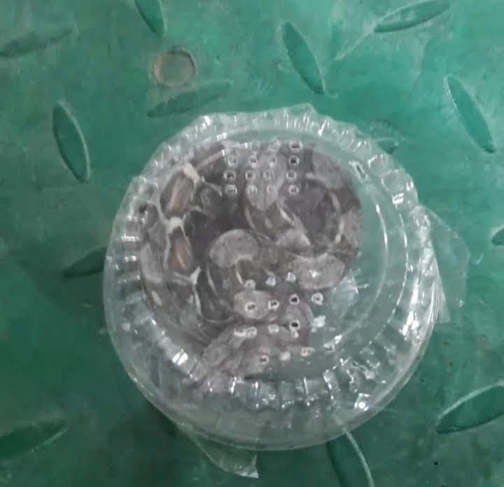 ¡De no creer! Enviaron un boa constrictor por encomienda de Medellín a Ibagué 