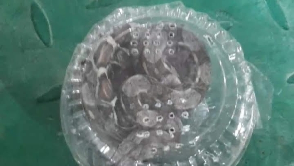 ¡De no creer! Enviaron un boa constrictor por encomienda de Medellín a Ibagué 