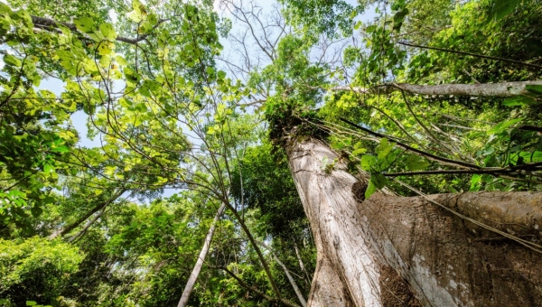 Por aprovechamiento ilícito de madera, habitantes de Coello-Cócora pagarán $30 millones de multa a Cortolima