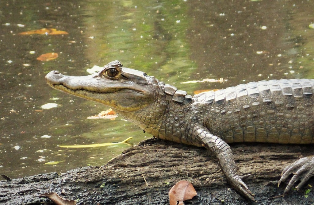 Aparece una babilla en un humedal de El Guamo, Tolima