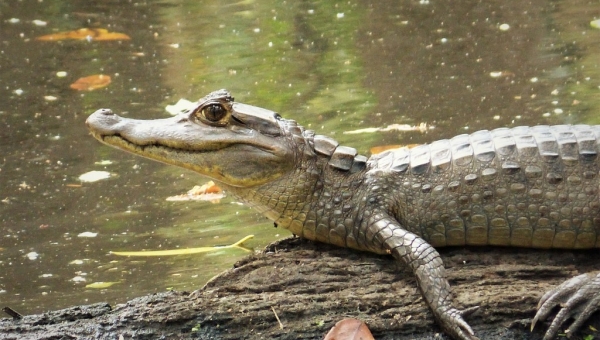 Aparece una babilla en un humedal de El Guamo, Tolima