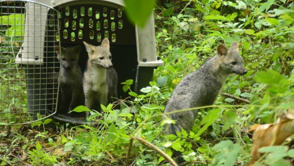 Identificada cepa de “moquillo” que afecta a fauna silvestre del Tolima