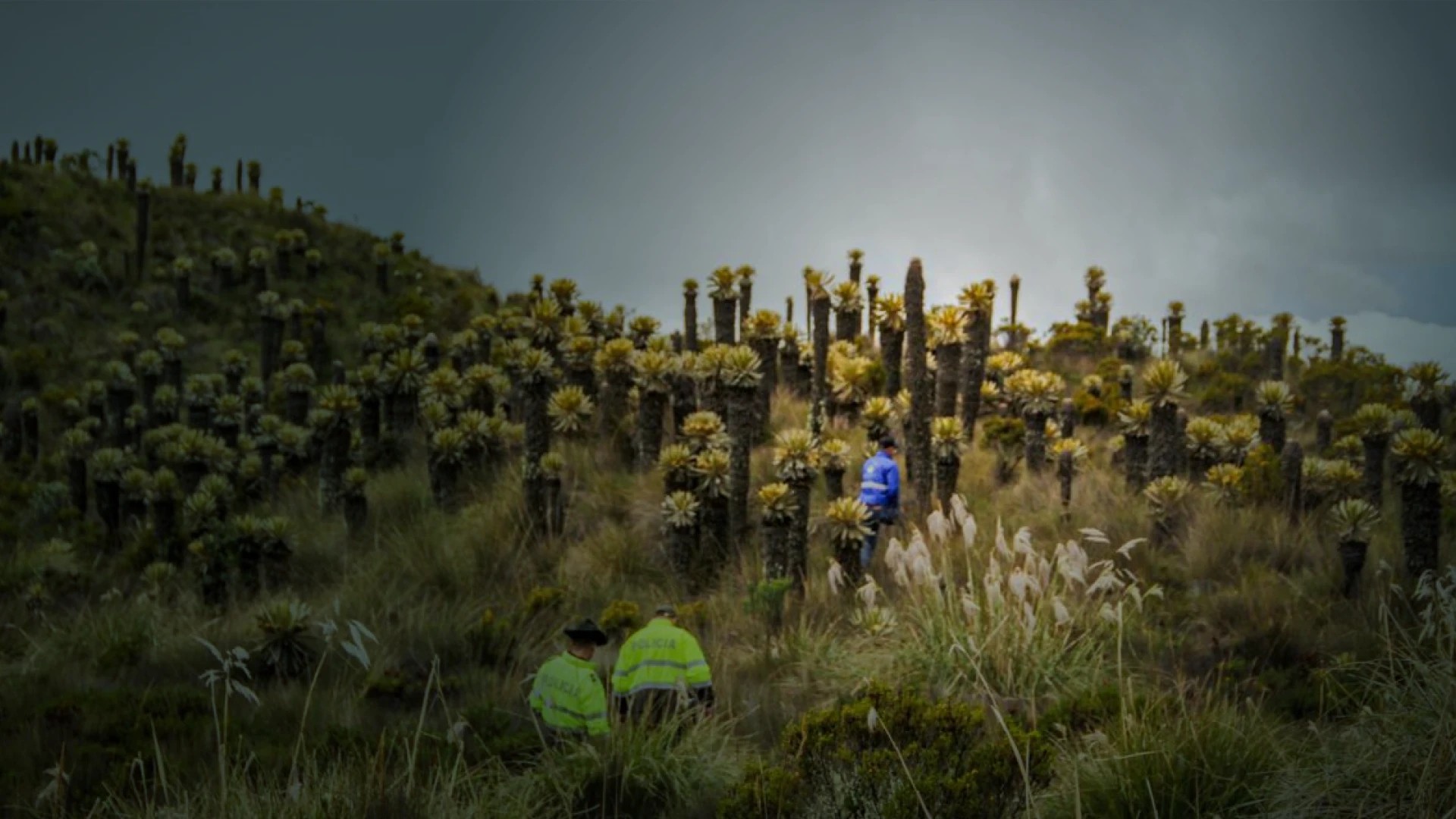 frailejones_1920x1080